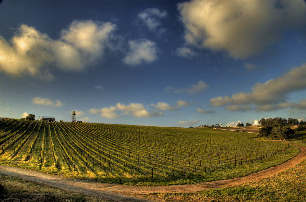 Daniel-Hoherd-vineyard-near-orcutt-california-santa-barbara-wine