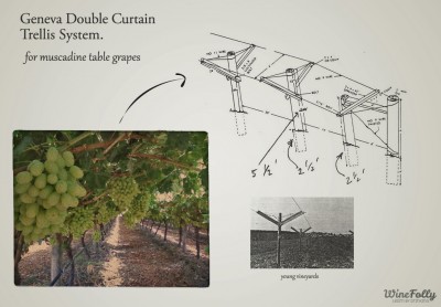 double-curtain-table-grape-trellising-systems double-curtain-table-grape-trellising-systems