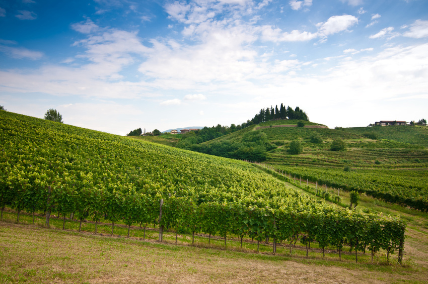 Collio Wine Vineyards Friuli by Andrea Bulfone
