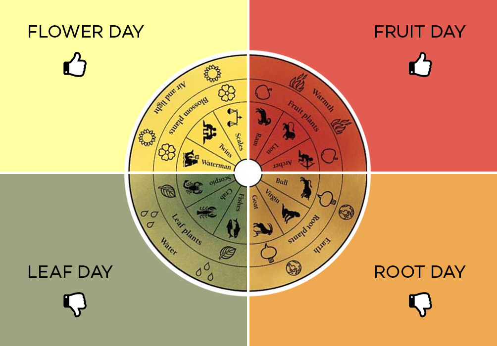 Fruit Day Root Day - Lunar Calendar and Wine Tasting - Wine Folly