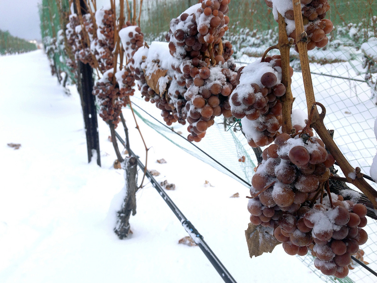 ice-wine-grapes-Andrew-McFarlane-michigan