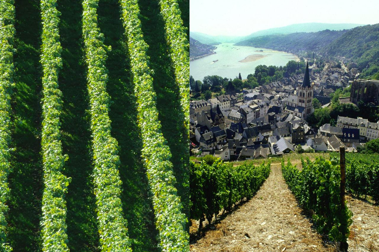 landwein-vs-qualitatswein-german-riesling