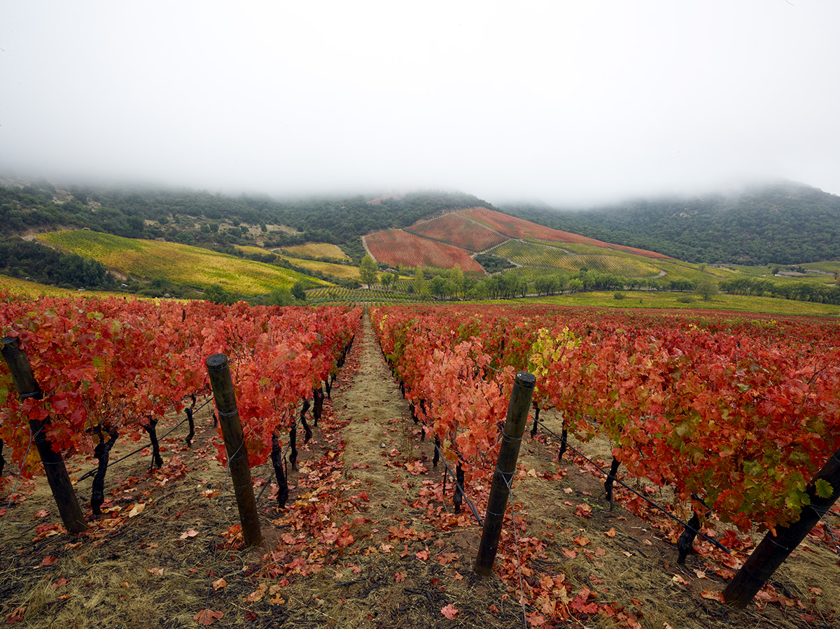 Carménère turns bright red in the fall. This was taken at Lapostolles vineyards in Apalta, Colchagua. Photo by Matt Wilson