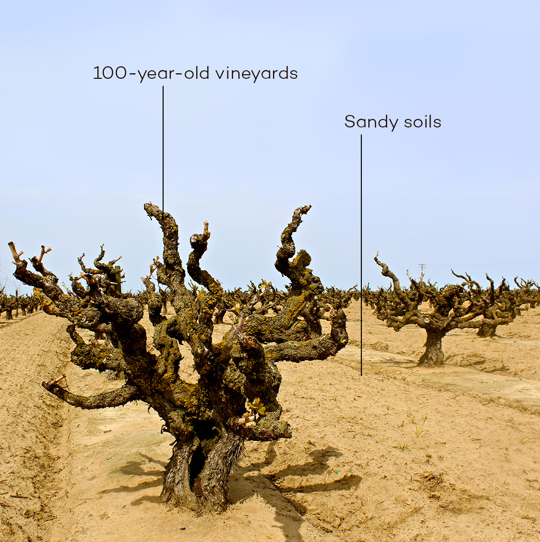 Soucie Vineyard, planted in 1916 in the super-sandy loam soil of Lodi Mokelumne River AVA