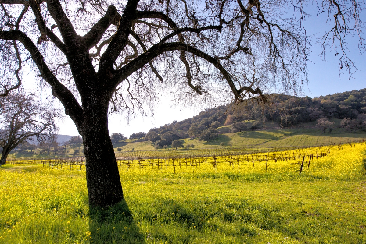 napa-vineyard-spring-tucker-hammerstrom