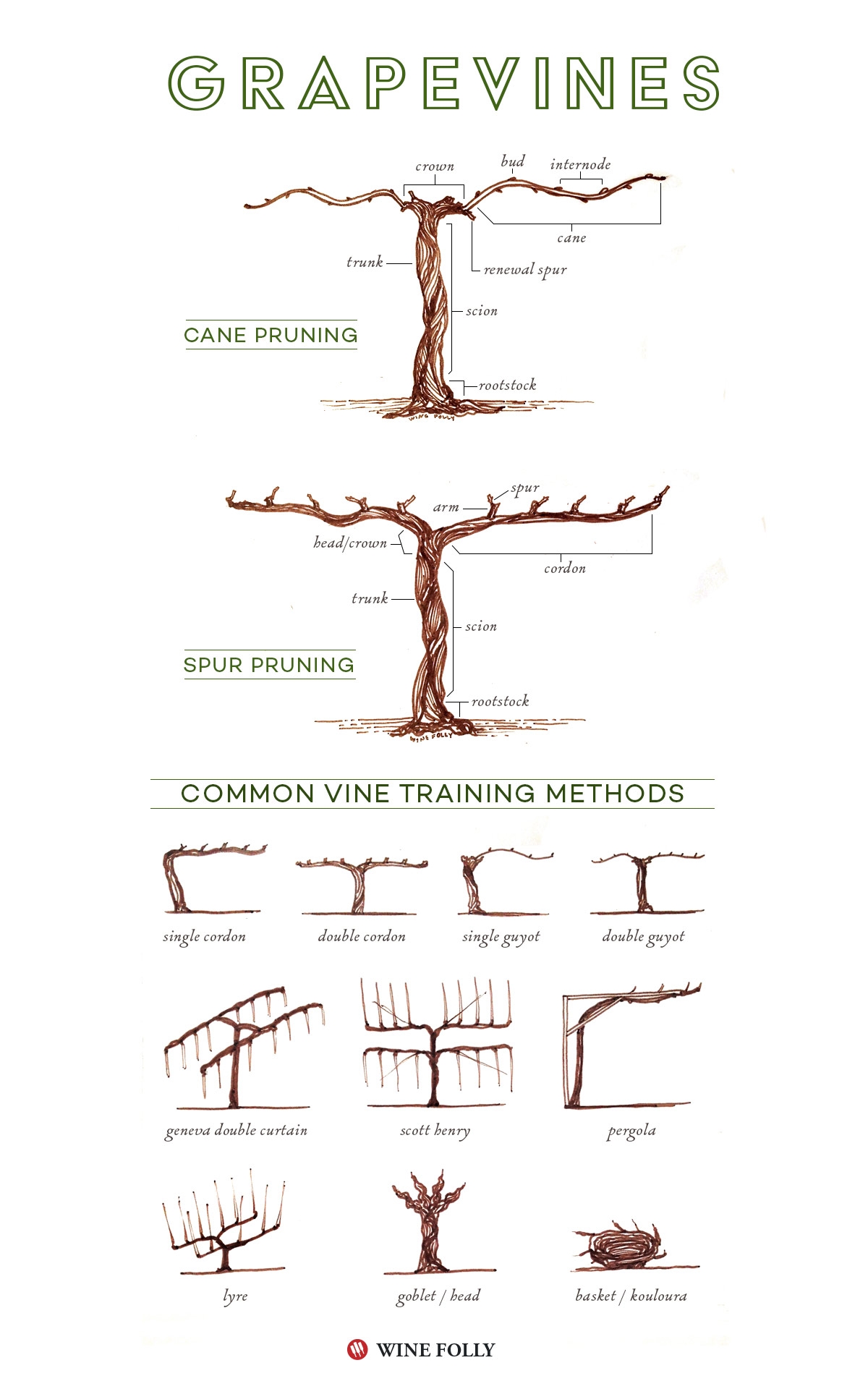 Parts of a grape vine, training and pruning methods