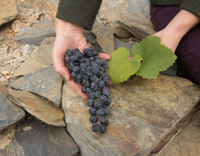 A precious bunch of Touriga Nacional picked from the drought-ridden 2012 vintage at Quinta de Granja in the Douro Superior.