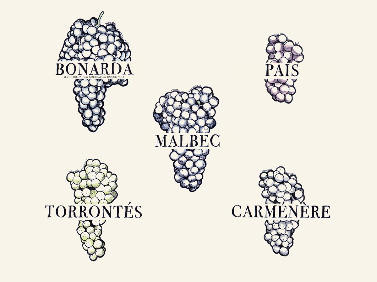 5 South American Wine Varieties You Need to Know