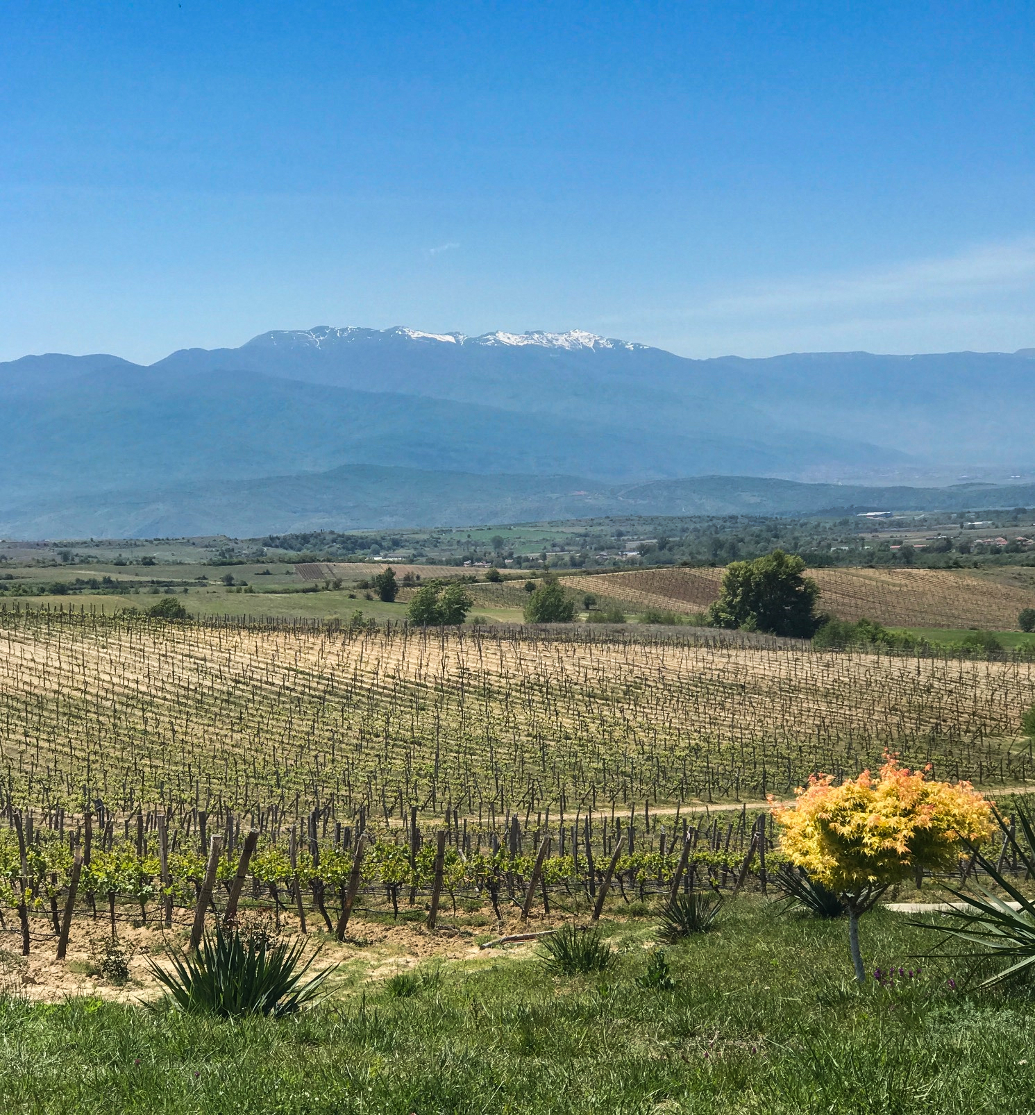 Struma-River-Valley-Melnik-Vineyards-Bulgaria-Wine-Hillary-Zio-2