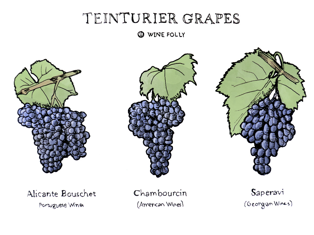 Teinturier Grapes Chambourcin, Saperavi, Alicante Bouschet Illustration by Wine Folly