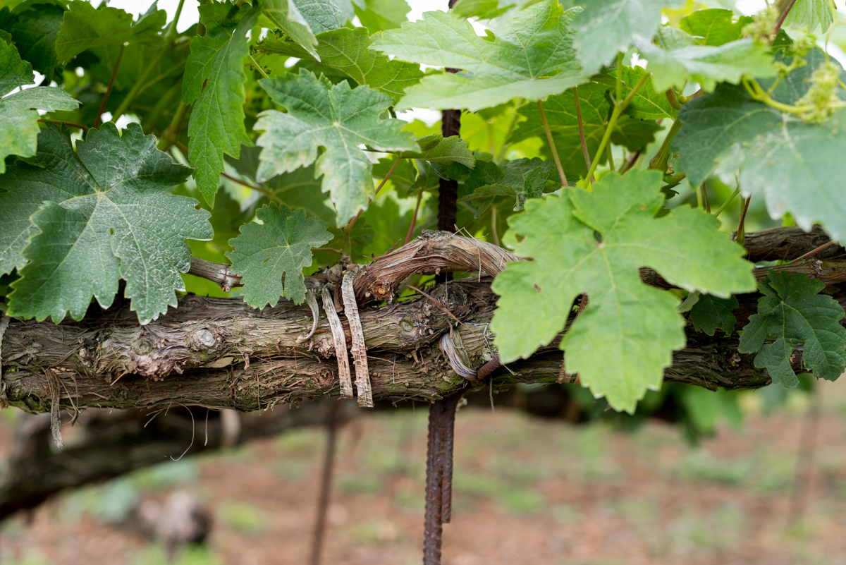 Tenerife-Listan-grapes-banana-peel-jimmy-hayes