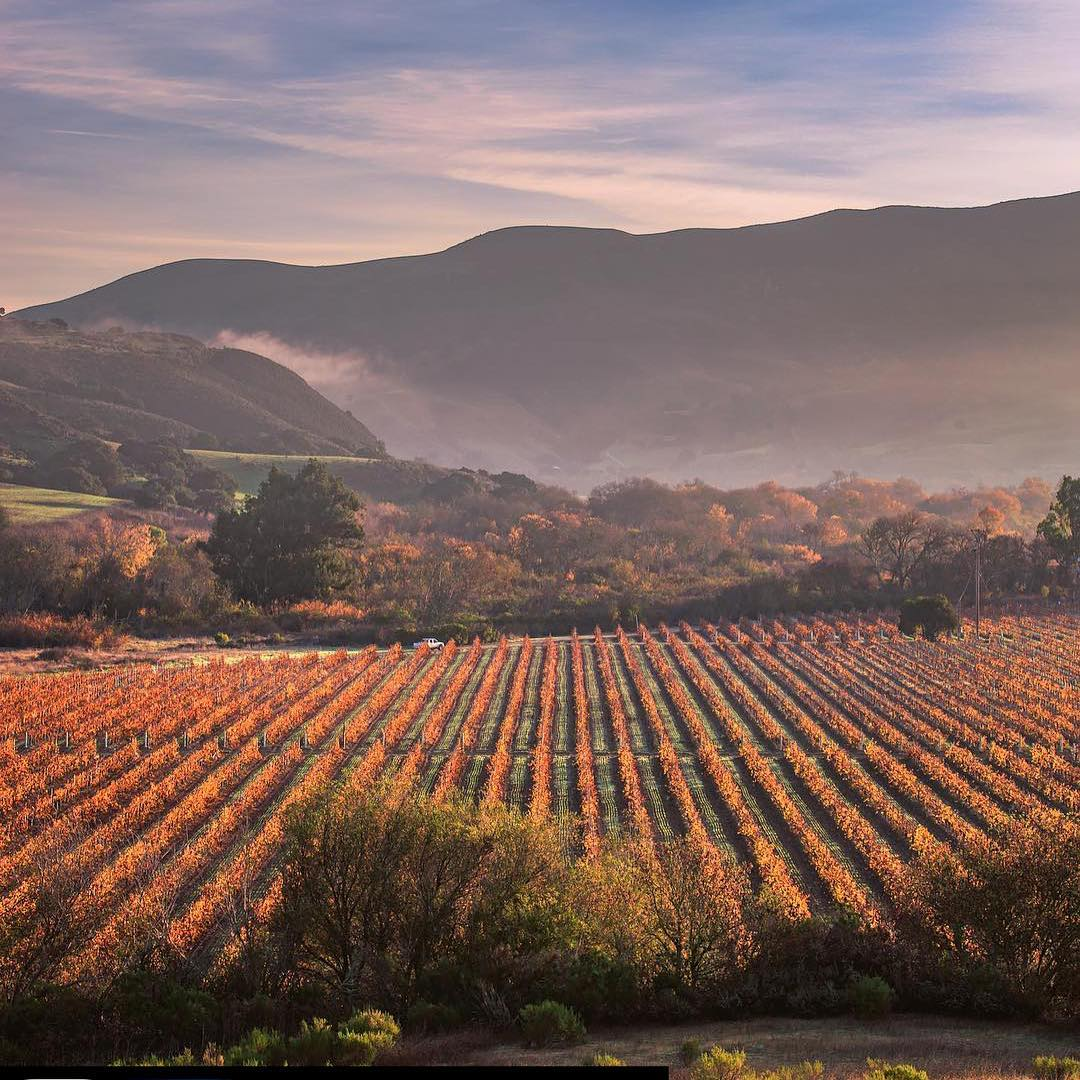 This shot was captured from #SantaRosaRoad facing east. I believe the #vineyard in the foreground is part of lafondwinery. Photo by Jeremy Ball, Bottle Branding