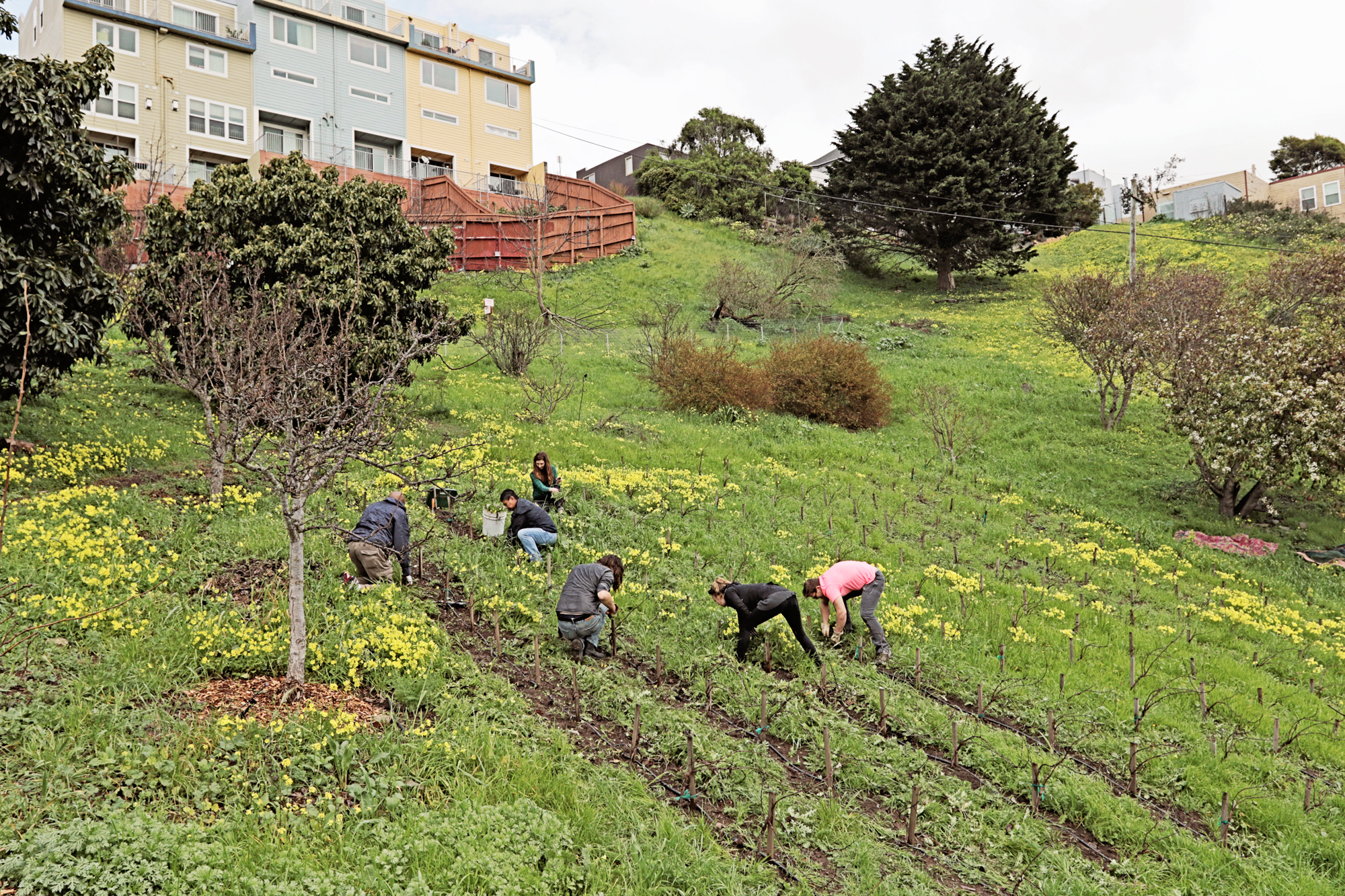 Neighborhood Vineyard in San Francisco photo by California Uncorked