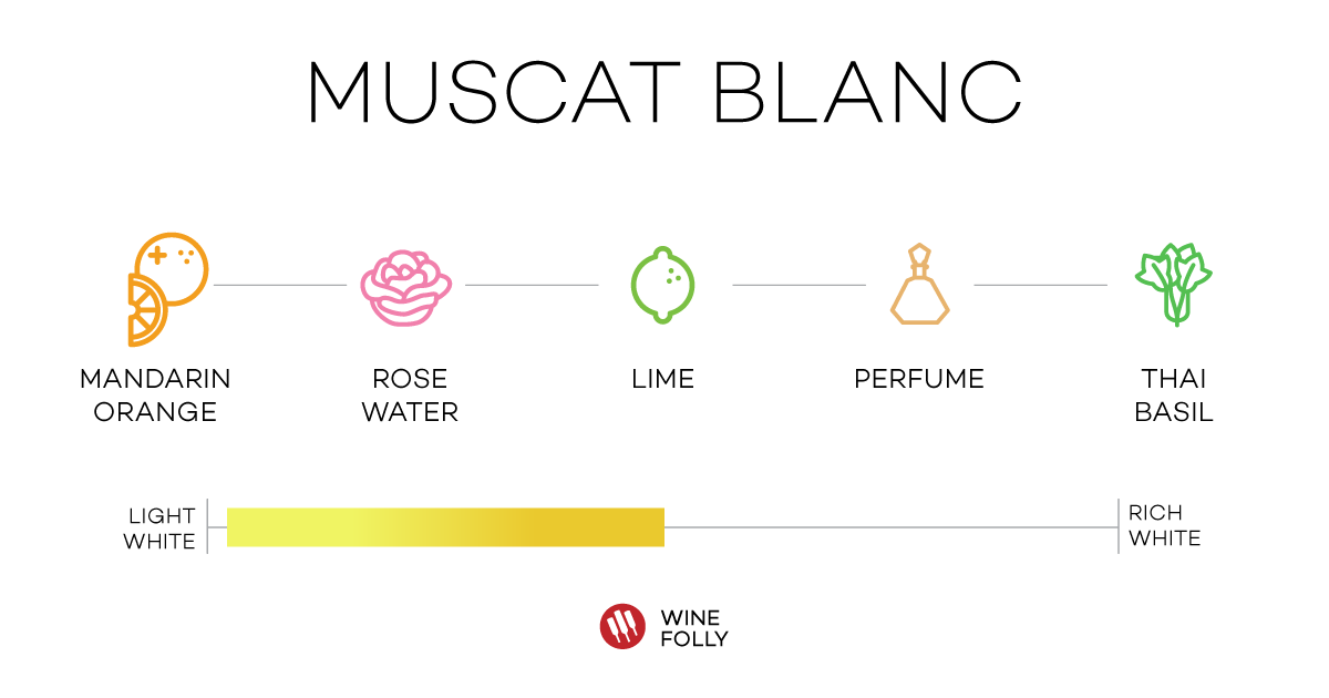 Muscat Blanc aka Tamianka Bulgaria wine tasting notes by winefolly
